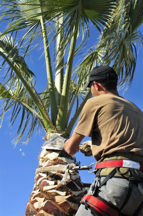 Pruning palm trees - Nov 12, 2023 · Here’s what you need to know about pruning a dying palm tree: Avoid Premature Pruning: Wait a few days before pruning the fronds if you see any browning or yellowing. Early pruning might prevent new growth and cause nutrient loss. Wait till Complete Death: Only prune fully dead or brown-colored palm tree fronds.